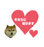 豆柴のモモちゃん（個別スタンプ：10）