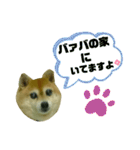 豆柴のモモちゃん（個別スタンプ：11）