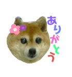 豆柴のモモちゃん（個別スタンプ：19）