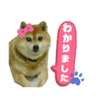 豆柴のモモちゃん（個別スタンプ：22）
