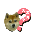 豆柴のモモちゃん（個別スタンプ：24）
