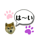 豆柴のモモちゃん（個別スタンプ：25）