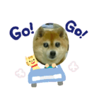 豆柴のモモちゃん（個別スタンプ：34）