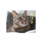 にゃんコスタンプ（個別スタンプ：2）