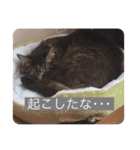 にゃんコスタンプ（個別スタンプ：4）