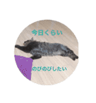 にゃんコスタンプ（個別スタンプ：5）