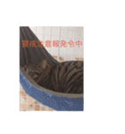 にゃんコスタンプ（個別スタンプ：6）