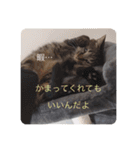 にゃんコスタンプ（個別スタンプ：12）