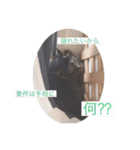 にゃんコスタンプ（個別スタンプ：13）