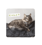 にゃんコスタンプ（個別スタンプ：14）