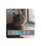 にゃんコスタンプ（個別スタンプ：15）