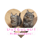 にゃんコスタンプ（個別スタンプ：16）