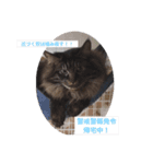 にゃんコスタンプ（個別スタンプ：17）