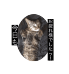 にゃんコスタンプ（個別スタンプ：31）