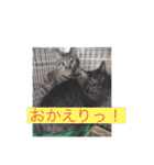 にゃんコスタンプ（個別スタンプ：32）