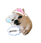 チワワのららちゃん第2弾（個別スタンプ：1）