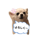 チワワのららちゃん第2弾（個別スタンプ：2）