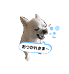 チワワのららちゃん第2弾（個別スタンプ：7）