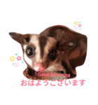 ☆フクロモモンガ☆Sugar glider☆1（個別スタンプ：1）