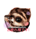 ☆フクロモモンガ☆Sugar glider☆1（個別スタンプ：4）