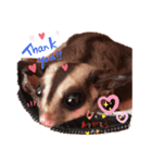 ☆フクロモモンガ☆Sugar glider☆1（個別スタンプ：5）