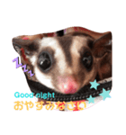 ☆フクロモモンガ☆Sugar glider☆1（個別スタンプ：6）