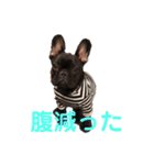 コロ助なりよ！ 2（個別スタンプ：2）