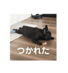 コロ助なりよ！ 2（個別スタンプ：13）