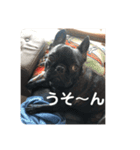 コロ助なりよ！ 2（個別スタンプ：14）