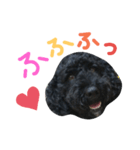 黒プーの豆太くん9（個別スタンプ：5）