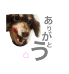 azuma家のイッヌ（個別スタンプ：2）