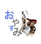 azuma家のイッヌ（個別スタンプ：3）