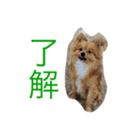 azuma家のイッヌ（個別スタンプ：7）