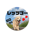 我が家のダンボ2（個別スタンプ：1）