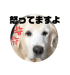 我が家のダンボ2（個別スタンプ：4）