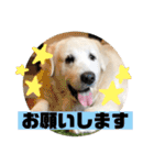 我が家のダンボ2（個別スタンプ：5）