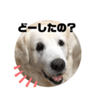 我が家のダンボ2（個別スタンプ：7）