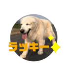 我が家のダンボ2（個別スタンプ：9）