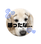 我が家のダンボ2（個別スタンプ：19）