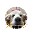 我が家のダンボ2（個別スタンプ：20）