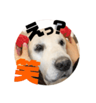 我が家のダンボ2（個別スタンプ：21）