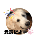 我が家のダンボ2（個別スタンプ：23）
