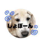 我が家のダンボ2（個別スタンプ：24）