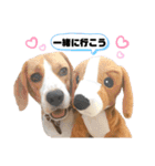 ビーグルのトムくん Part4（個別スタンプ：1）