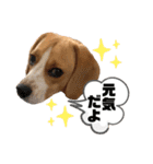 ビーグルのトムくん Part4（個別スタンプ：2）