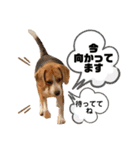 ビーグルのトムくん Part4（個別スタンプ：5）