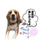 ビーグルのトムくん Part4（個別スタンプ：6）