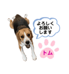 ビーグルのトムくん Part4（個別スタンプ：9）