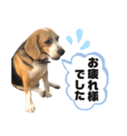 ビーグルのトムくん Part4（個別スタンプ：11）