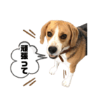 ビーグルのトムくん Part4（個別スタンプ：13）